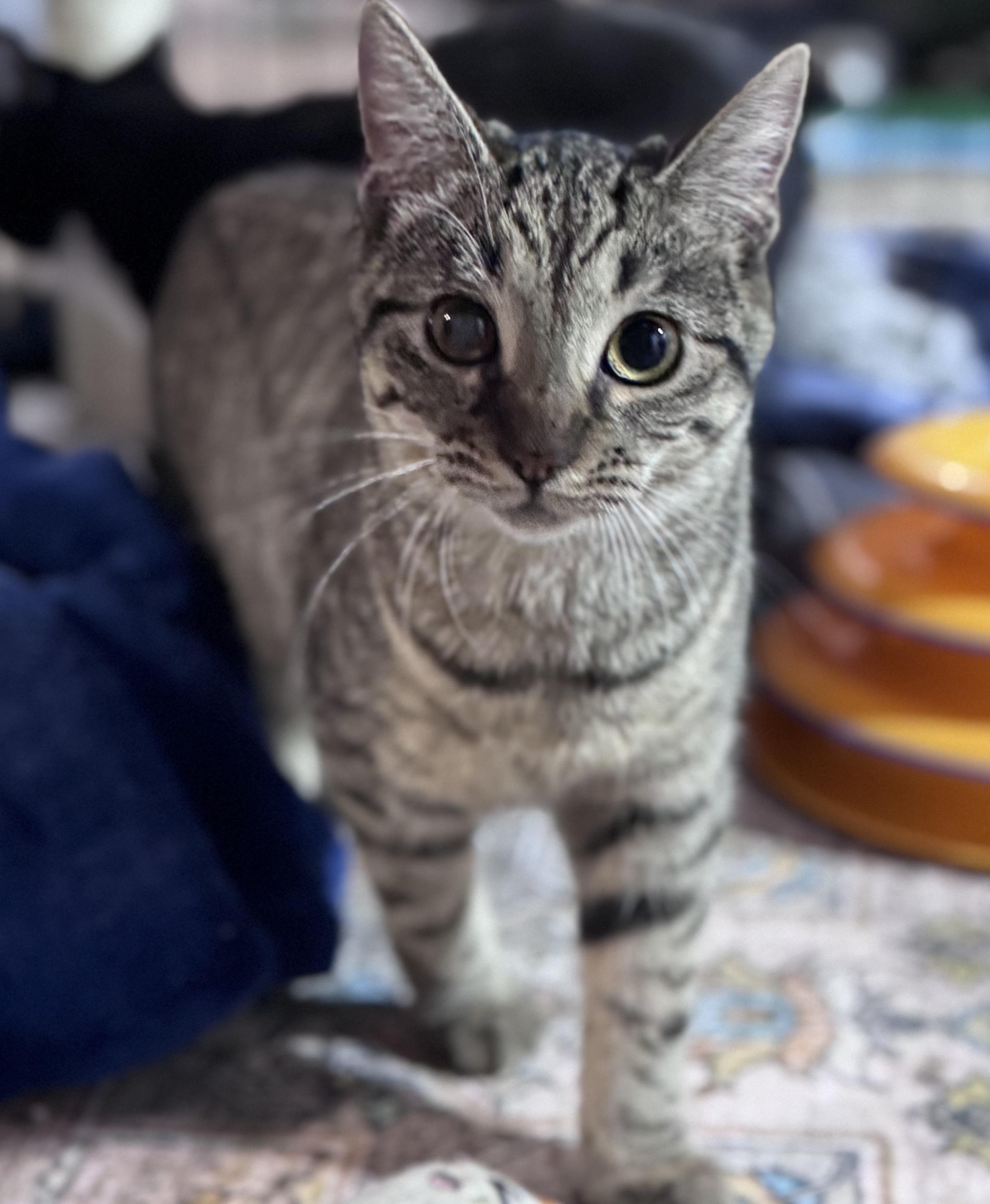 Enlarge Lexapro AKA Lexi, a ADOPTABLE Domestic Short Hair in Rixeyville, VA image 4/4