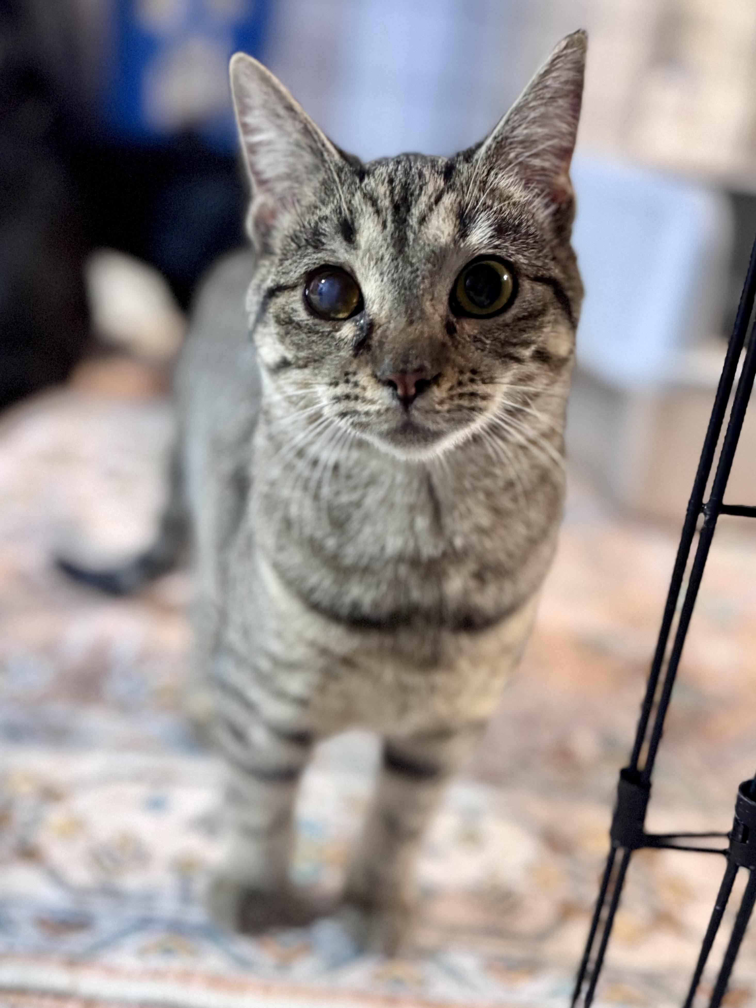 Enlarge Lexapro AKA Lexi, a ADOPTABLE Domestic Short Hair in Rixeyville, VA image 3/4