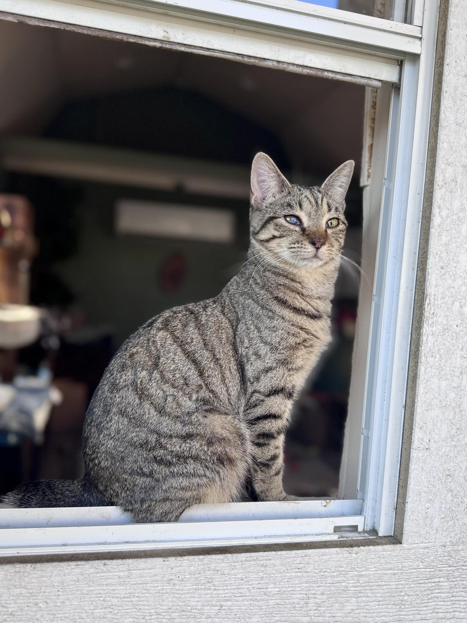 Enlarge Lexapro AKA Lexi, a ADOPTABLE Domestic Short Hair in Rixeyville, VA image 2/4