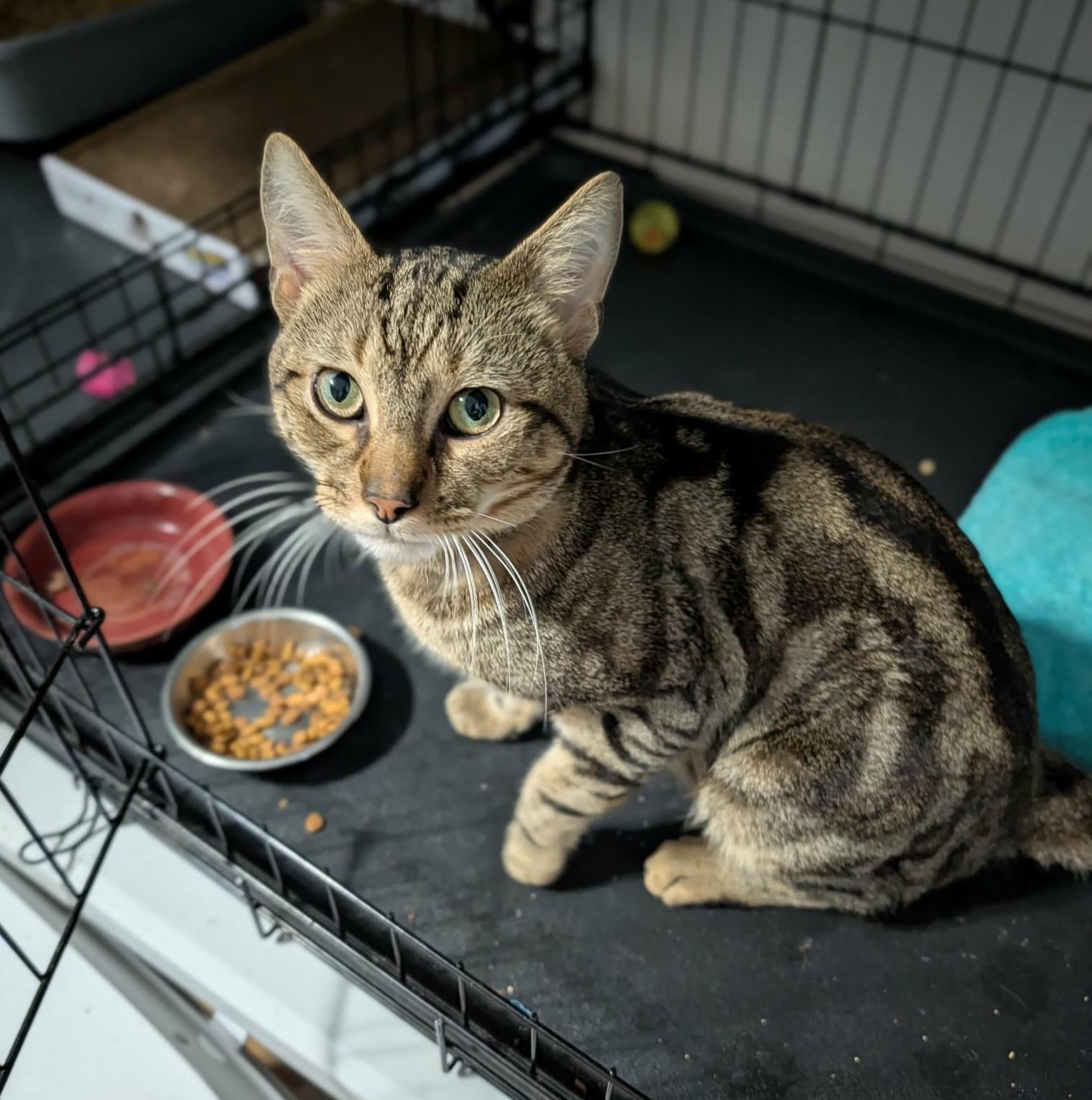 Ziggy, a ADOPTABLE Domestic Short Hair in Roslindale, MA image 1/4