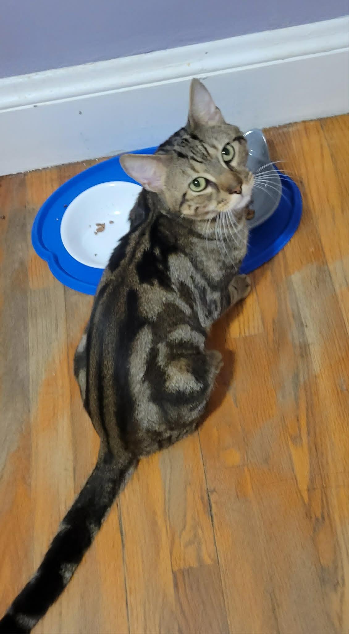 Ziggy, a ADOPTABLE Domestic Short Hair in Roslindale, MA image 4/4