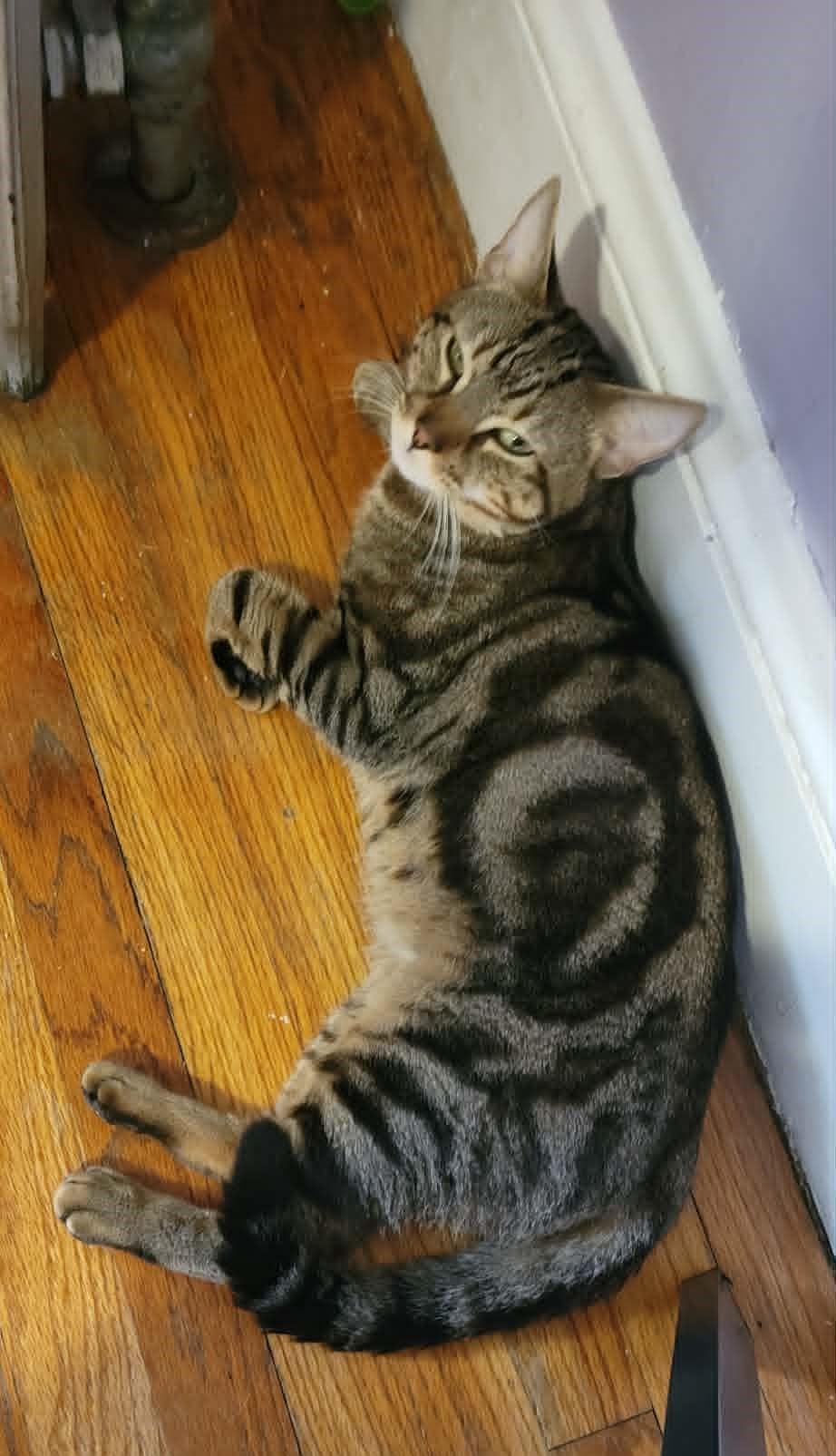 Ziggy, a ADOPTABLE Domestic Short Hair in Roslindale, MA image 2/4
