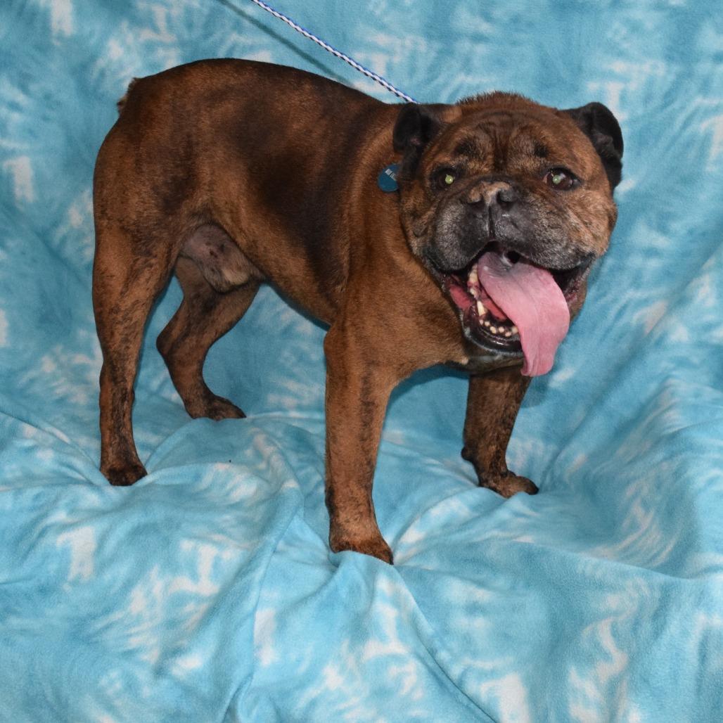 Dwight, Adoptable, Senior Male English Bulldog.
