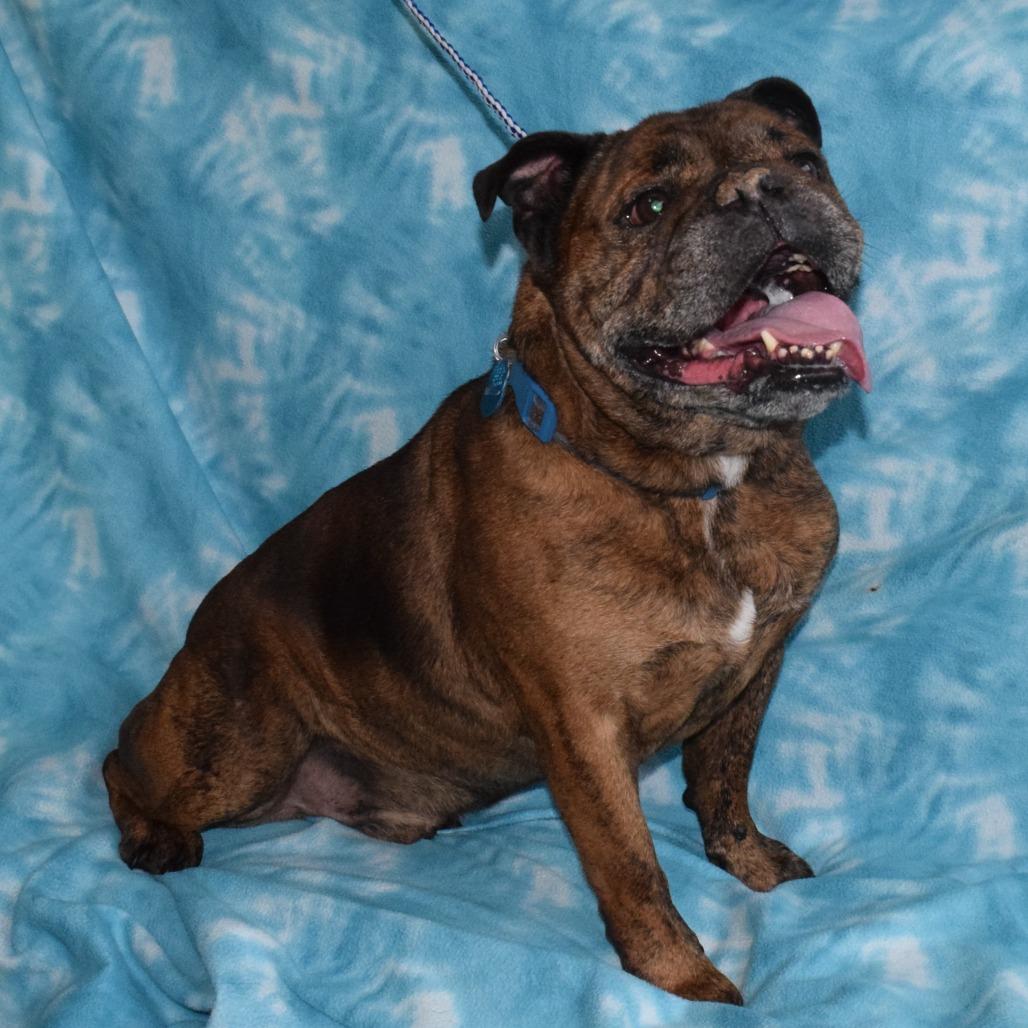 Enlarge Dwight, a Adoptable English Bulldog in Eureka, CA image 2/3