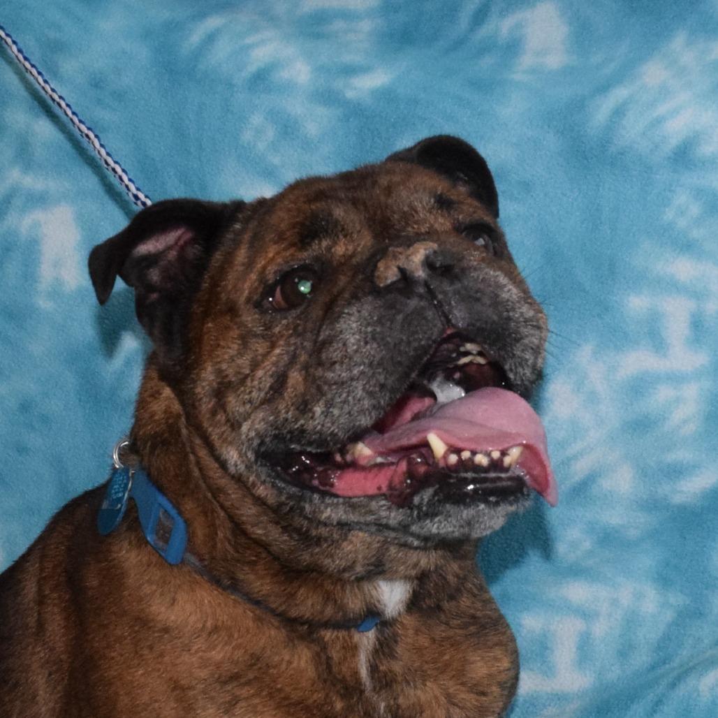 Enlarge Dwight, a Adoptable English Bulldog in Eureka, CA image 3/3