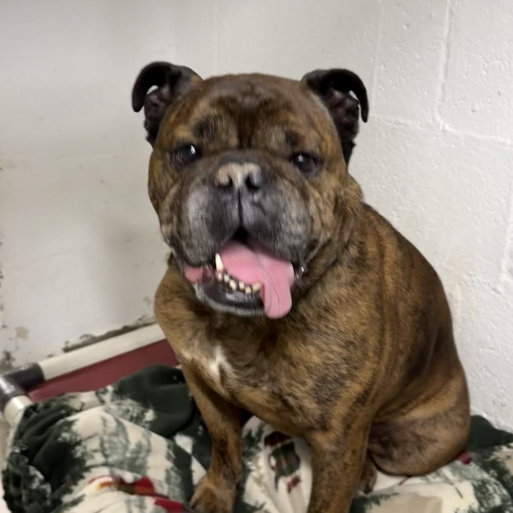 Enlarge Dwight, a Adoptable English Bulldog in Eureka, CA image 1/3