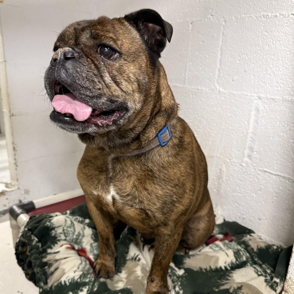 Enlarge Dwight, a Adoptable English Bulldog in Eureka, CA image 2/3