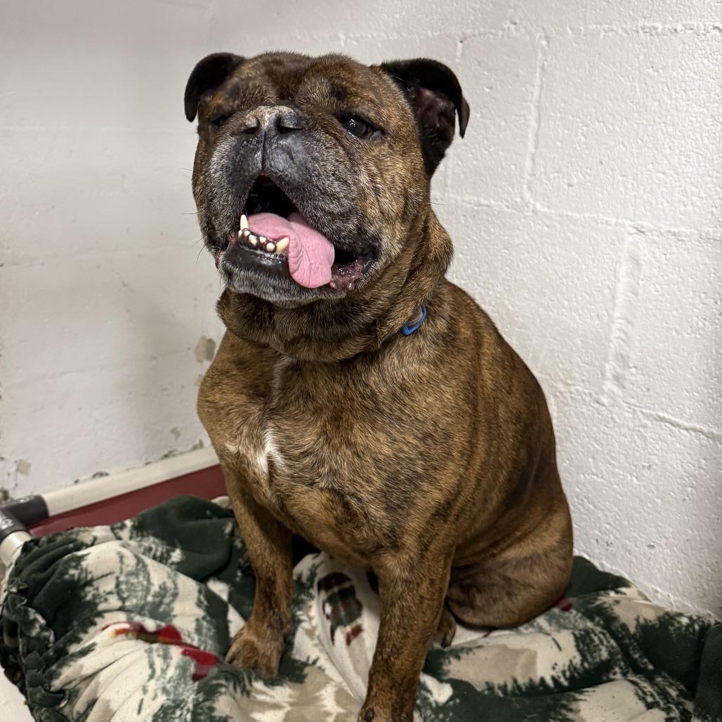 Enlarge Dwight, a Adoptable English Bulldog in Eureka, CA image 3/3