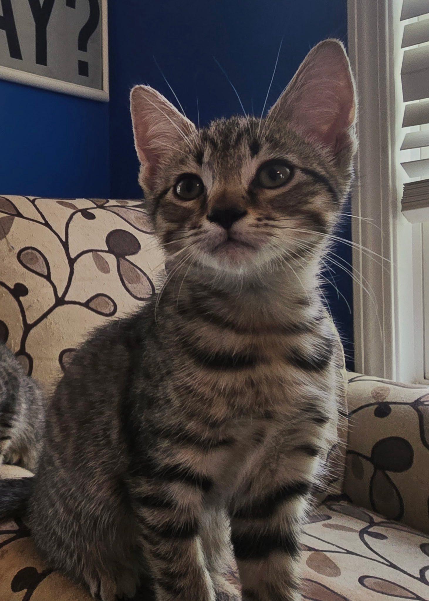 Enlarge Elwin, a Adopted Domestic Short Hair in Wilmington, NC image 1/1