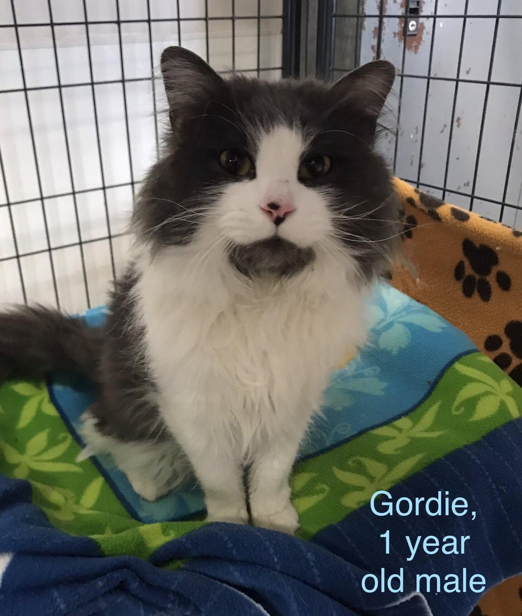 Enlarge Gordie, an adopted Domestic Long Hair in Gouverneur, NY image 2/2