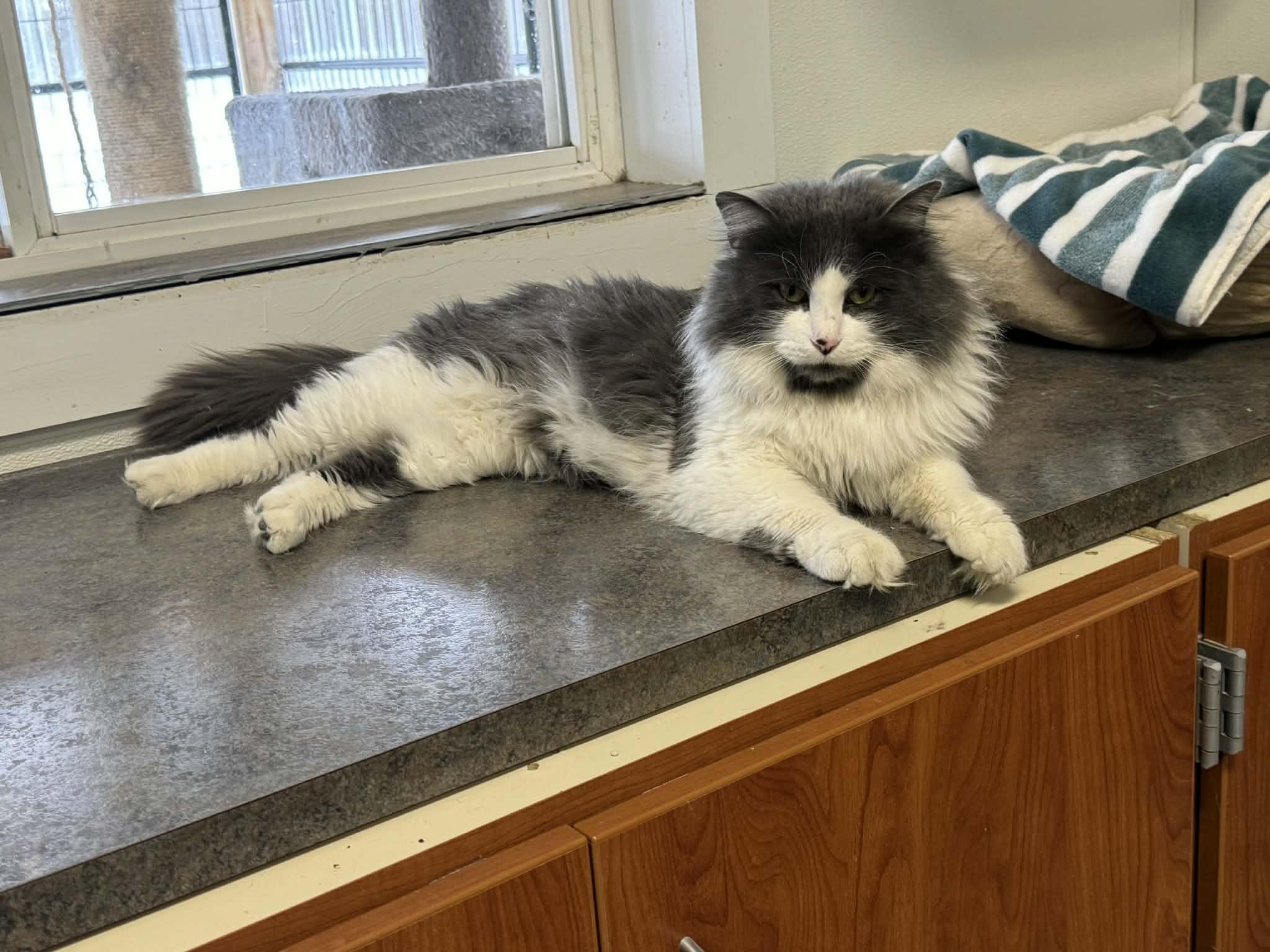 Gordie, adopted, Young Male Domestic Long Hair.