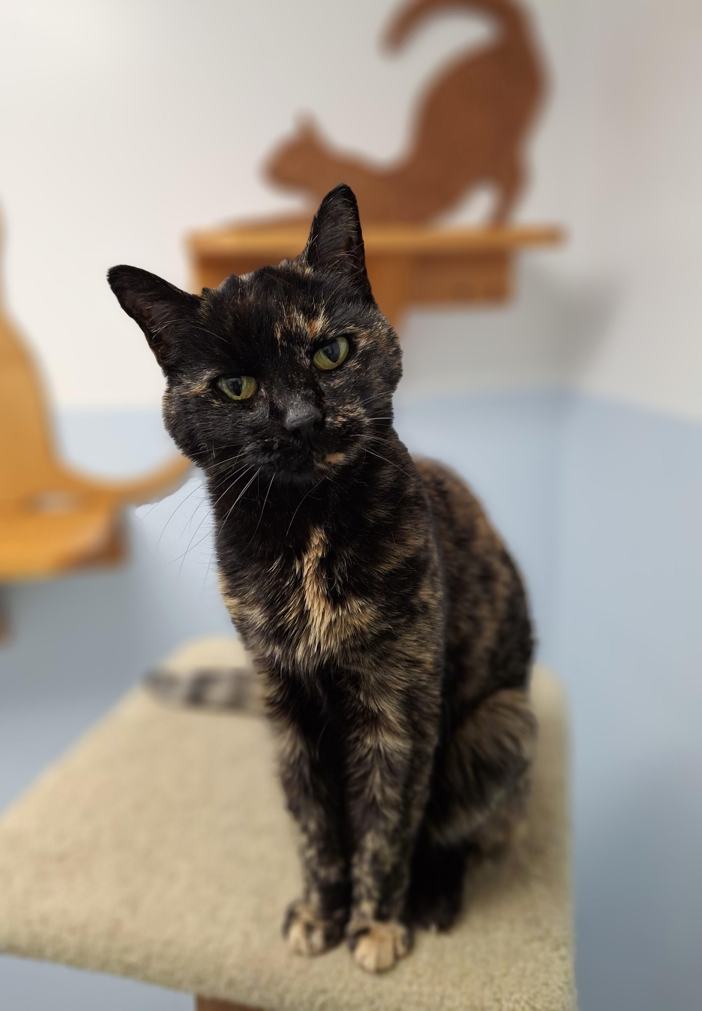 Enlarge Elizabeth, a Adoptable Tortoiseshell in Victoria, BC image 1/2