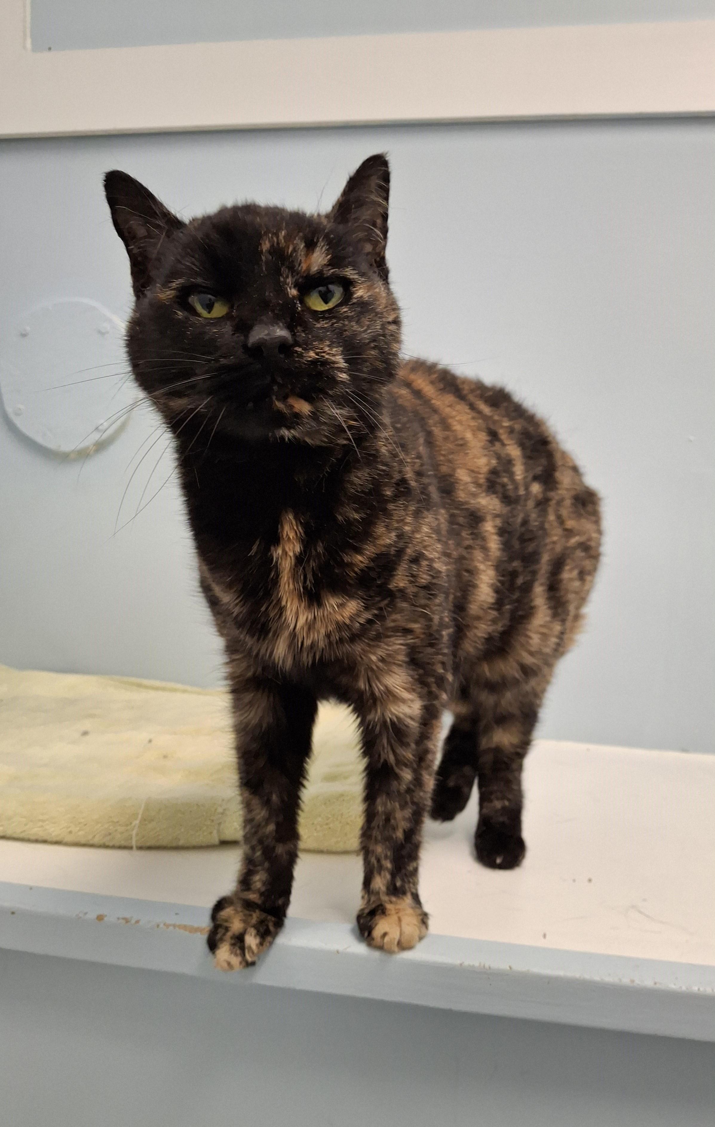 Enlarge Elizabeth, a Adoptable Tortoiseshell in Victoria, BC image 2/2