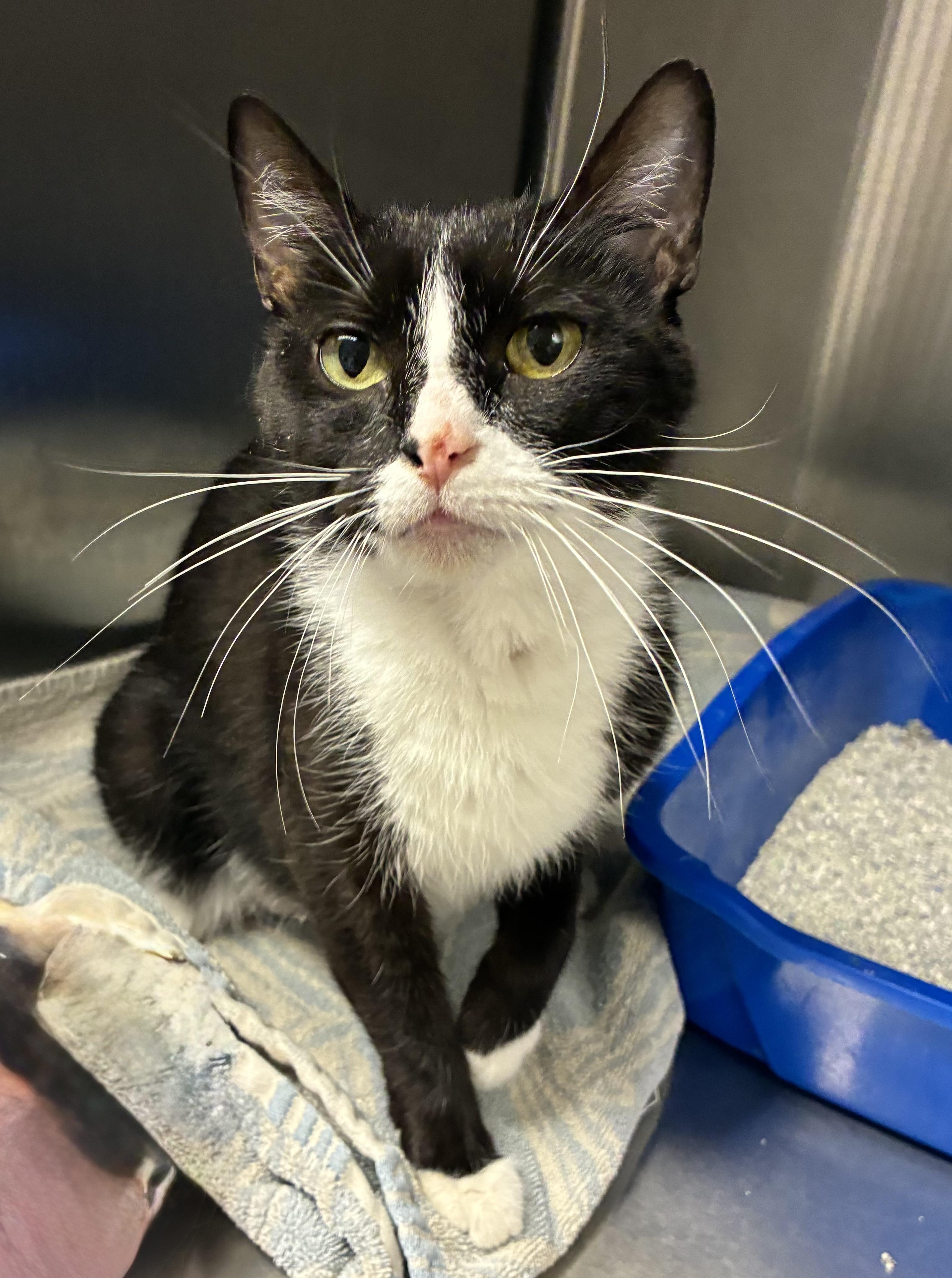 Jade, a ADOPTABLE Domestic Short Hair in Breinigsville, PA image 1/3
