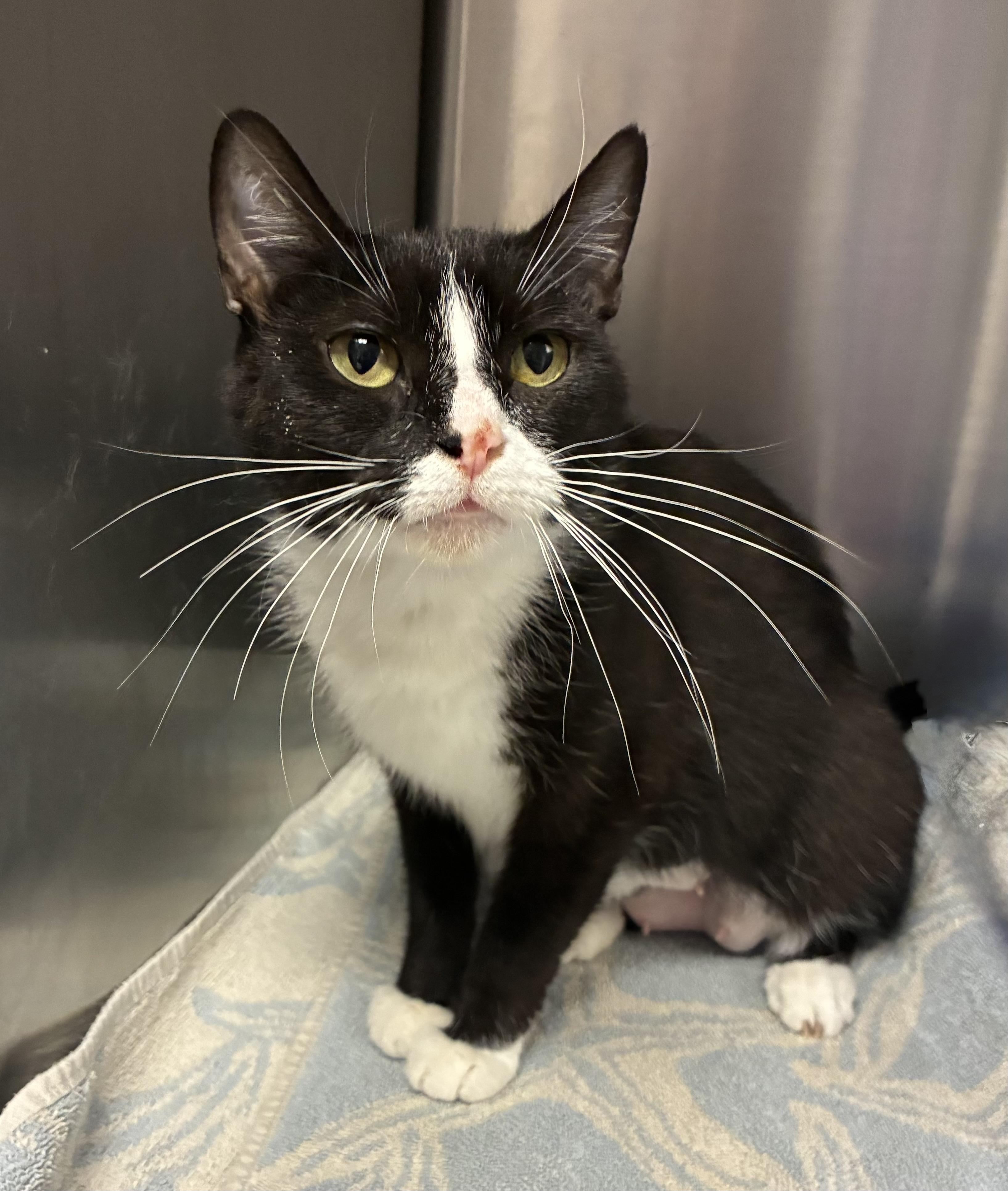 Jade, a ADOPTABLE Domestic Short Hair in Breinigsville, PA image 2/3