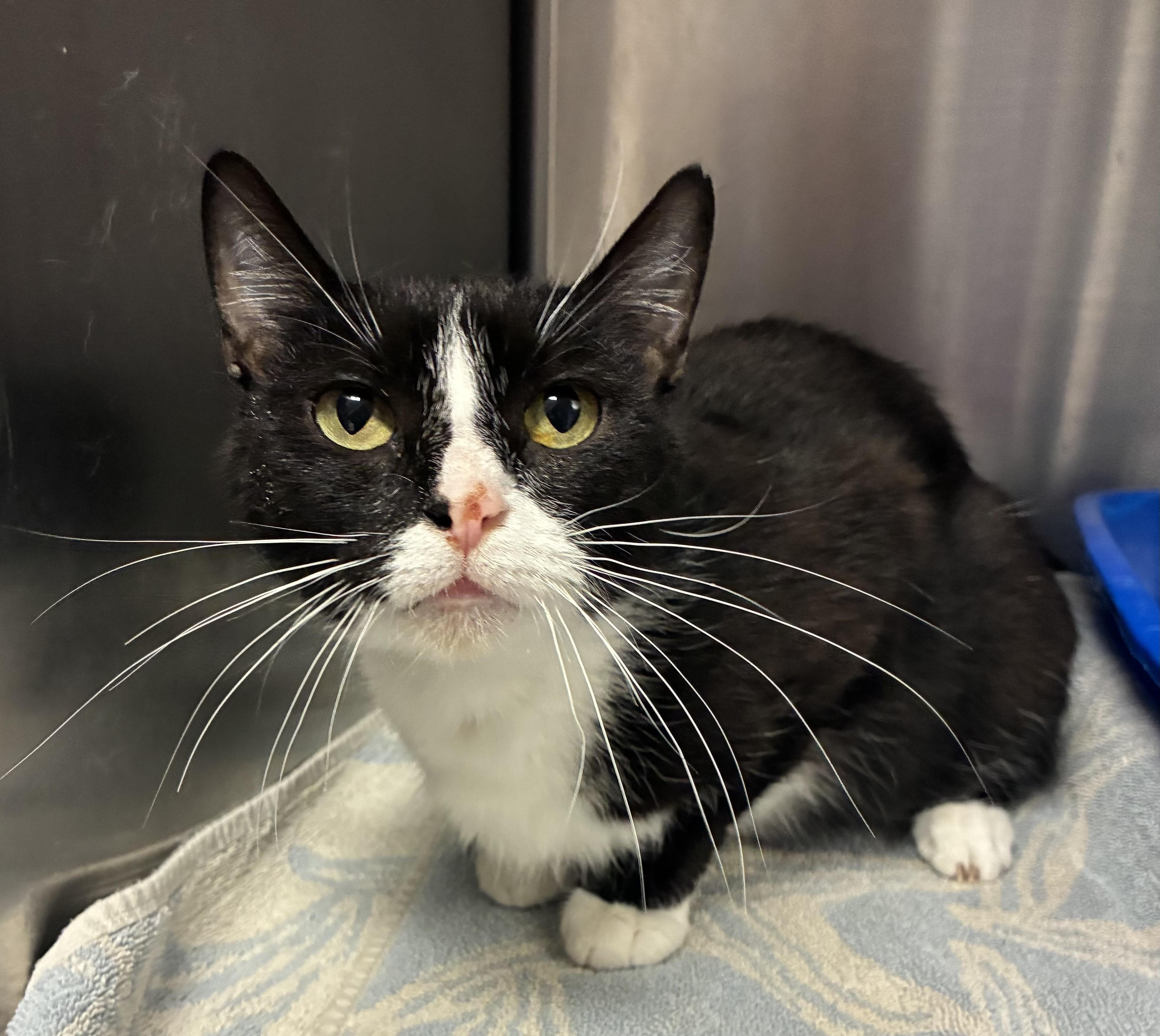 Jade, a ADOPTABLE Domestic Short Hair in Breinigsville, PA image 3/3