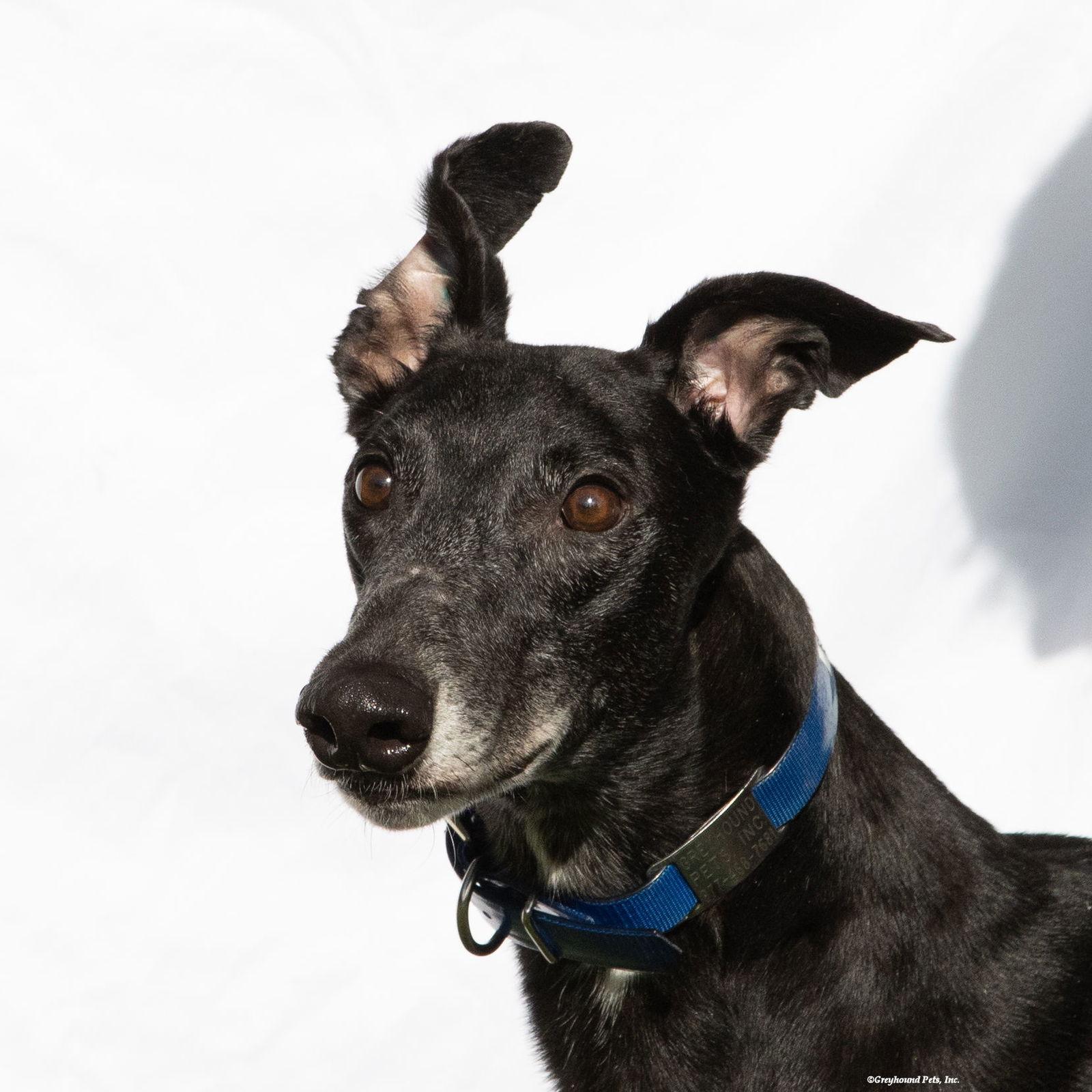 Bill, Adoptable, Adult Male Greyhound.