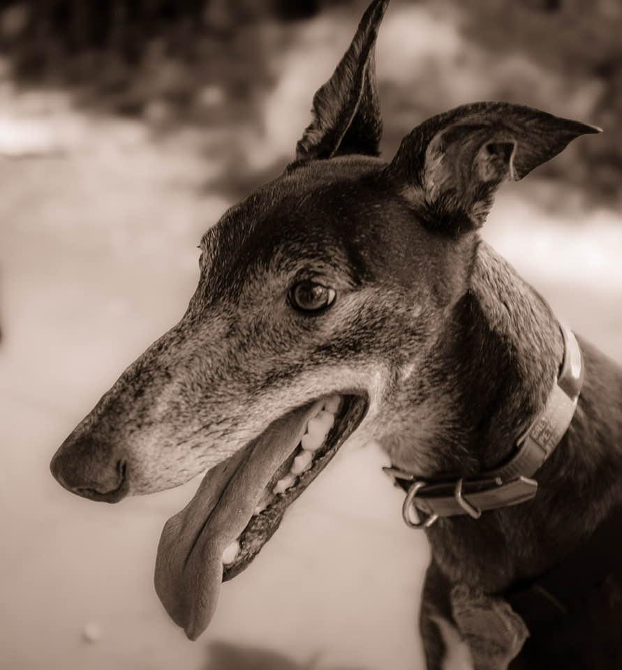 Enlarge Bill, a Adoptable Greyhound in Woodinville, WA image 2/3