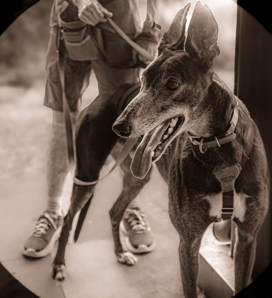 Enlarge Bill, a Adoptable Greyhound in Woodinville, WA image 3/3