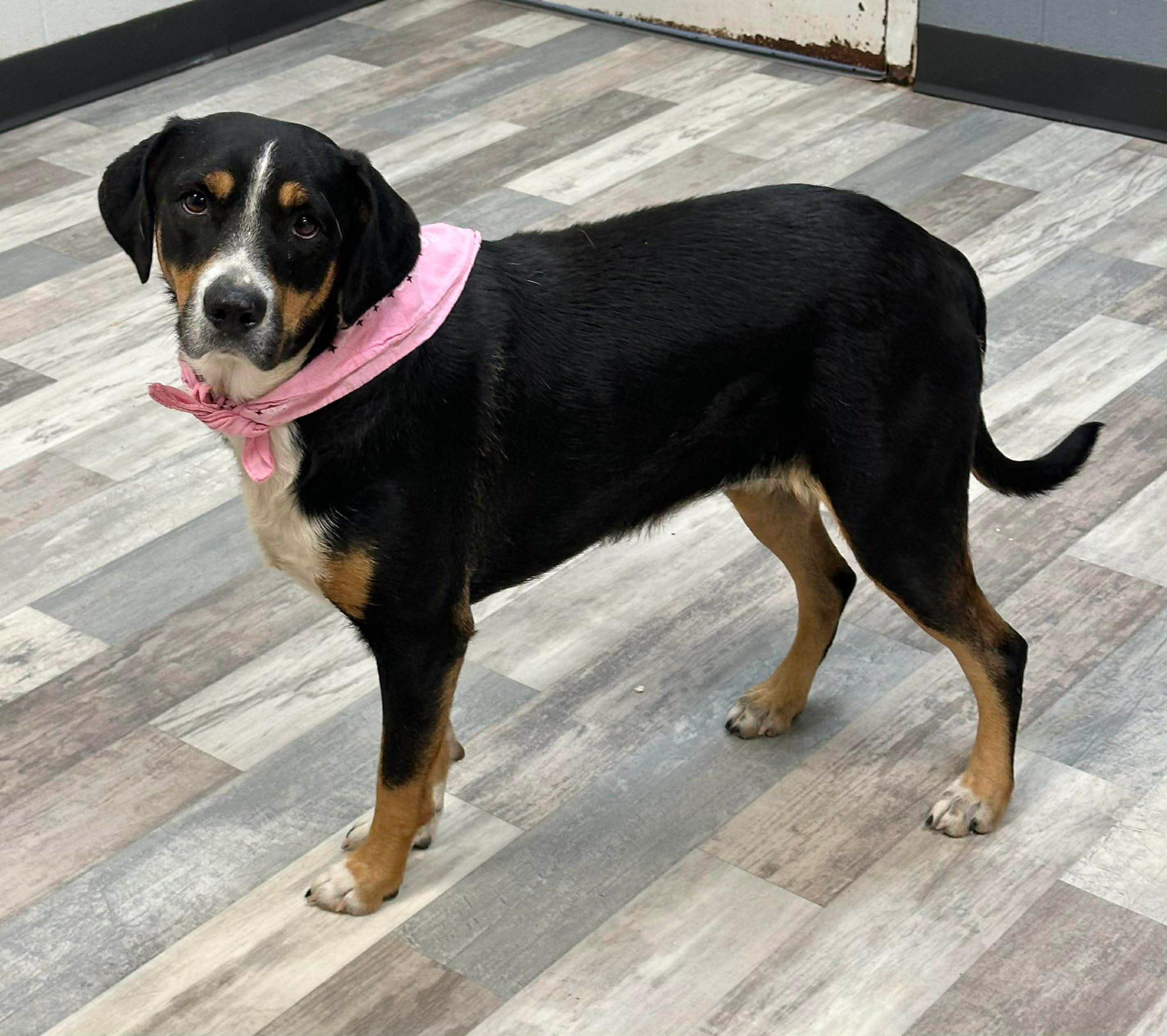 Bailey, Adoptable, Adult Female Black Labrador Retriever.