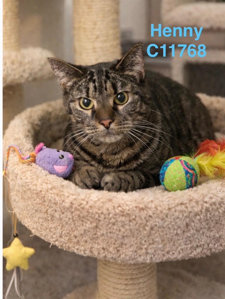 Henny, Adoptable, Adult Female Domestic Short Hair.