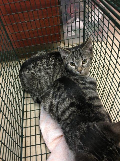 Enlarge Henny, a Adoptable mixed breed in Clarksville, TN image 2/2