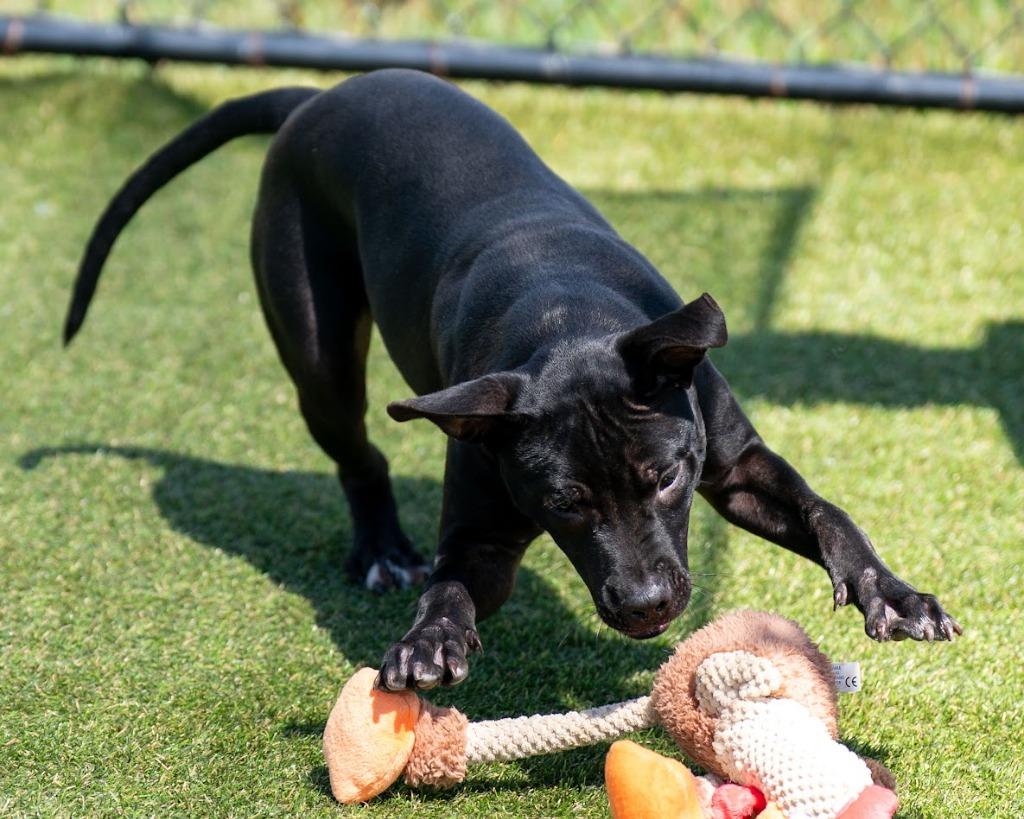 Jitterbug, Adoptable, Puppy Female Terrier & Mixed Breed.