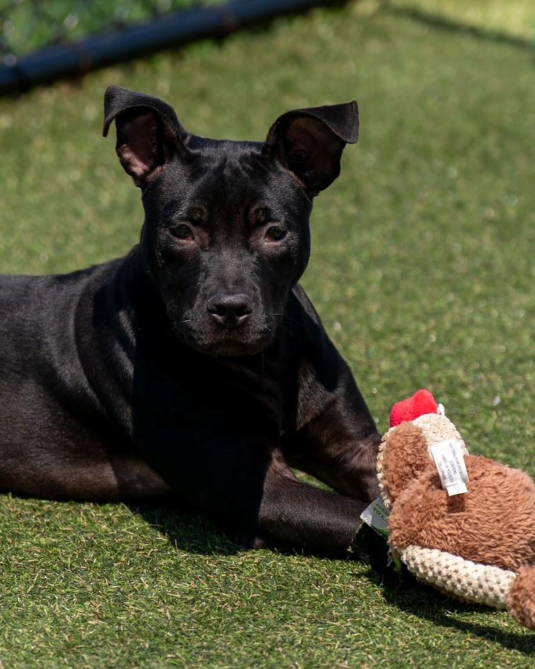 Enlarge Jitterbug, a Adoptable mixed breed in Lavonia, GA image 2/6