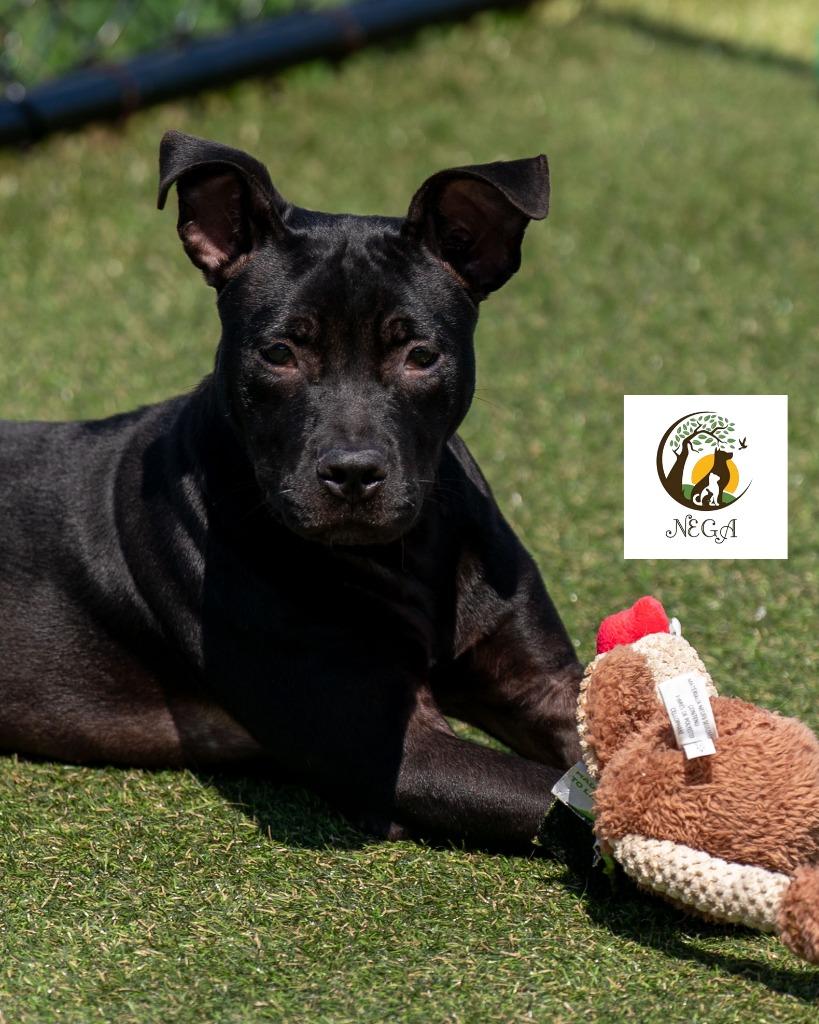 Enlarge Jitterbug, a Adoptable mixed breed in Lavonia, GA image 3/6