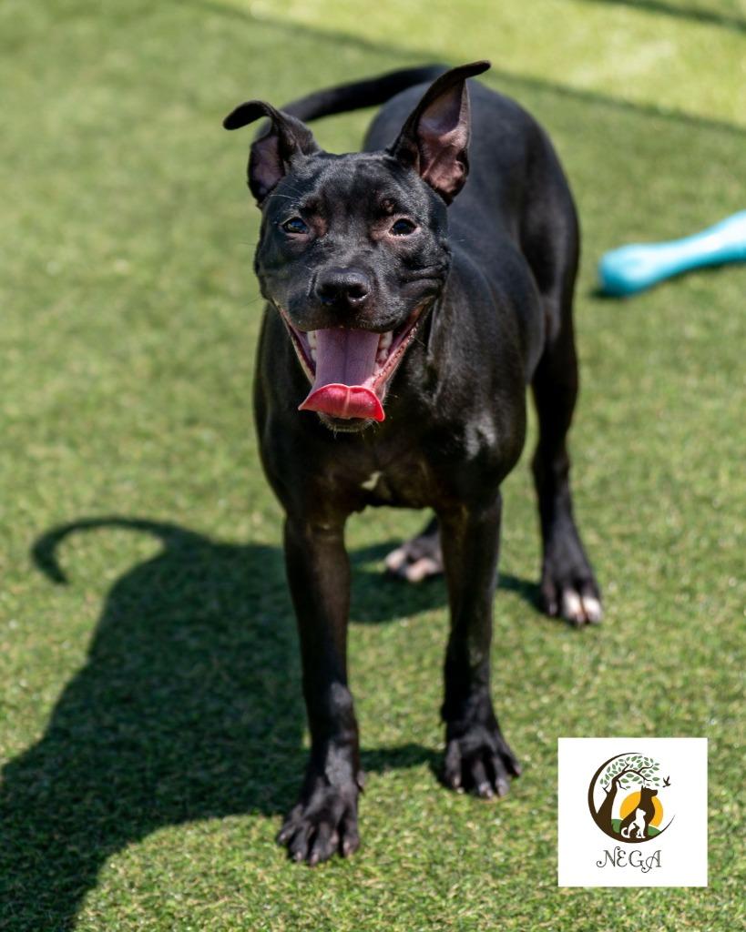 Enlarge Jitterbug, a Adoptable mixed breed in Lavonia, GA image 4/6