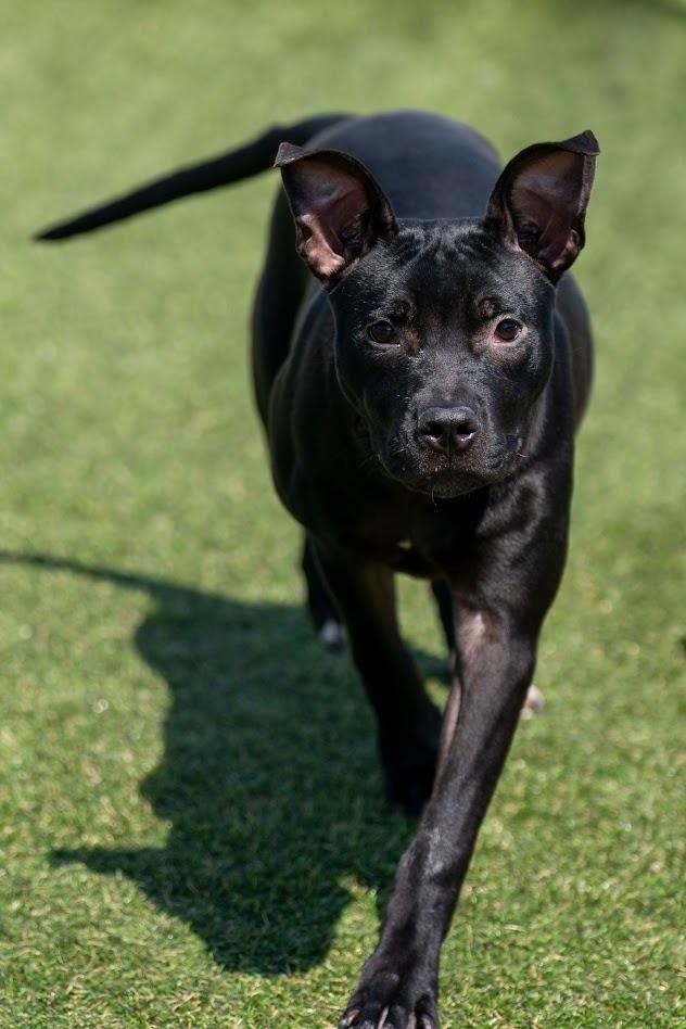 Enlarge Jitterbug, a Adoptable mixed breed in Lavonia, GA image 5/6