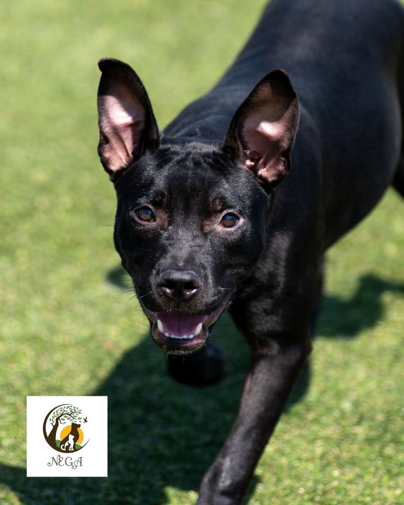 Enlarge Jitterbug, a Adoptable mixed breed in Lavonia, GA image 6/6