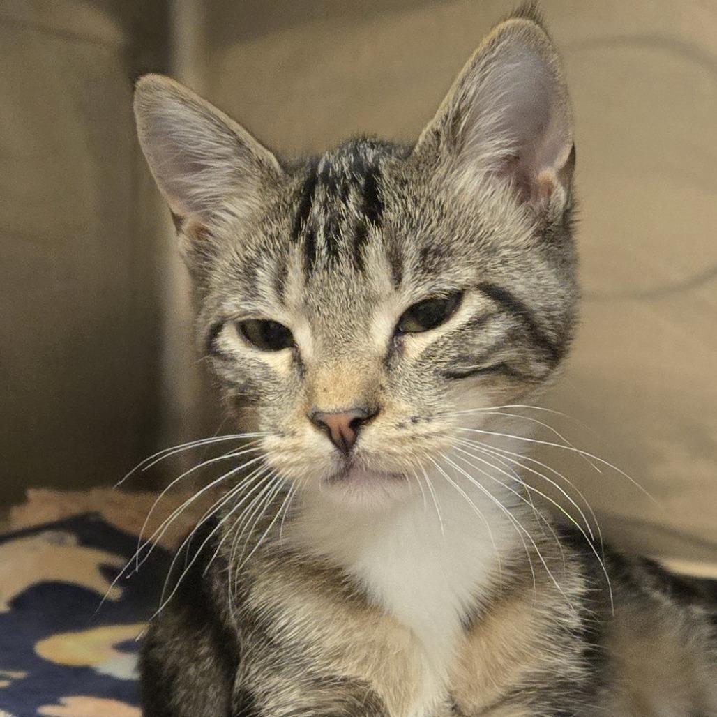 Enlarge Olivia, a Adoptable Domestic Short Hair in Wickenburg, AZ image 1/4