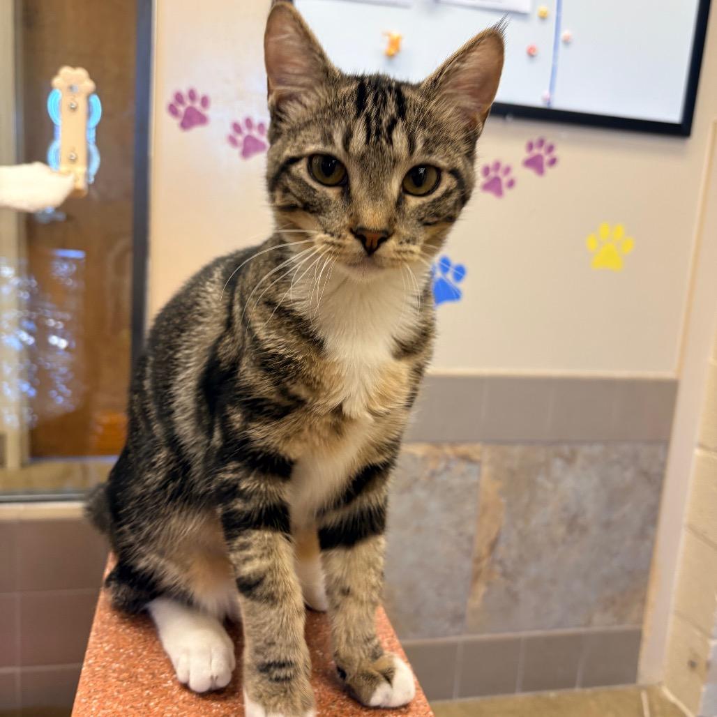 Enlarge Olivia, a Adoptable Domestic Short Hair in Wickenburg, AZ image 3/4