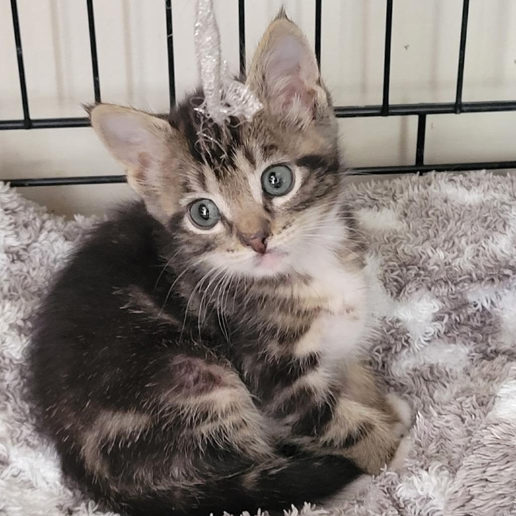 Enlarge Olivia, a Adoptable Domestic Short Hair in Wickenburg, AZ image 4/4