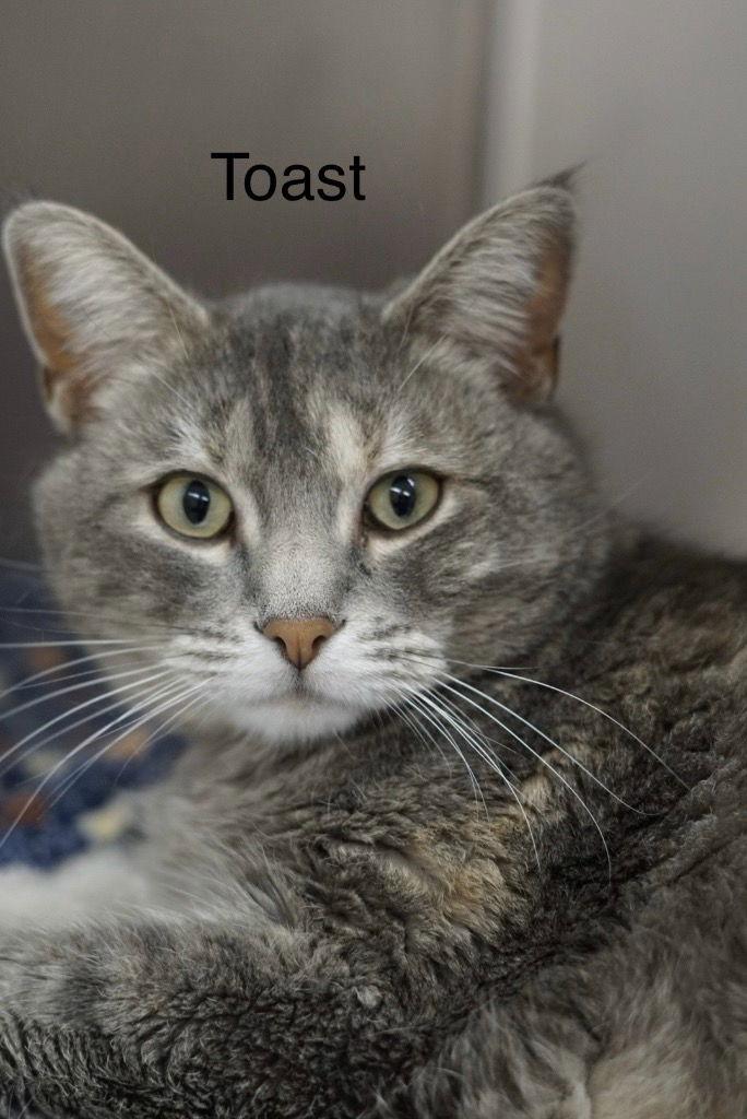 Toast, Adoptable, Adult Female Domestic Short Hair & Tabby.