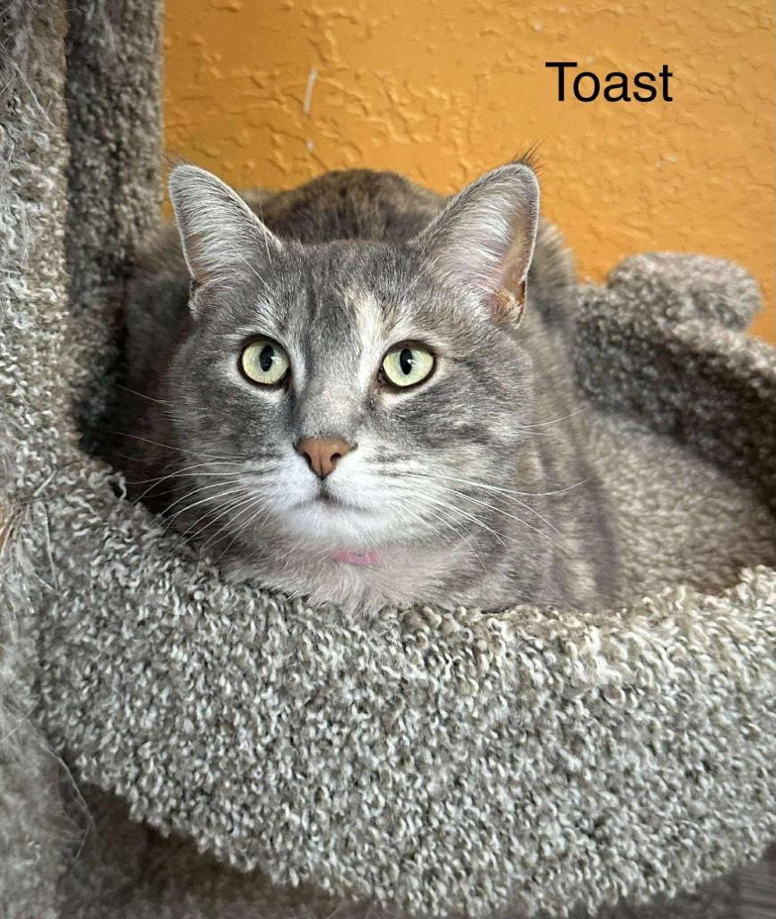 Enlarge Toast, a Adoptable mixed breed in Saint George, UT image 2/2
