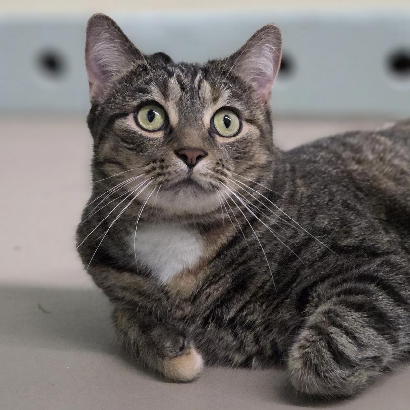 Olive, a Adoptable Domestic Short Hair in Pittsford, VT image 1/3