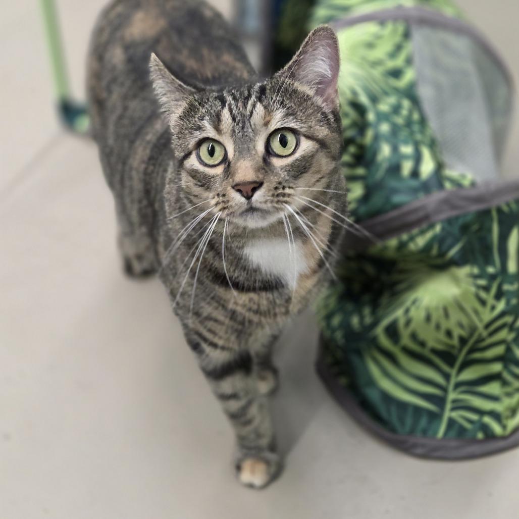 Olive, a Adoptable Domestic Short Hair in Pittsford, VT image 2/3