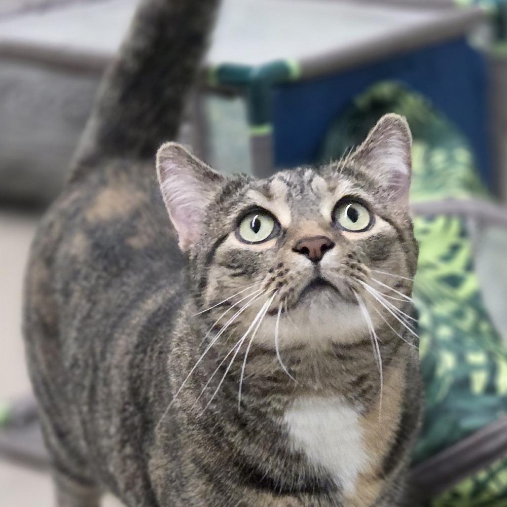 Olive, a Adoptable Domestic Short Hair in Pittsford, VT image 3/3