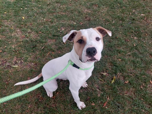 BLANCO BROWN, Adoptable, Young Male Pit Bull Terrier.