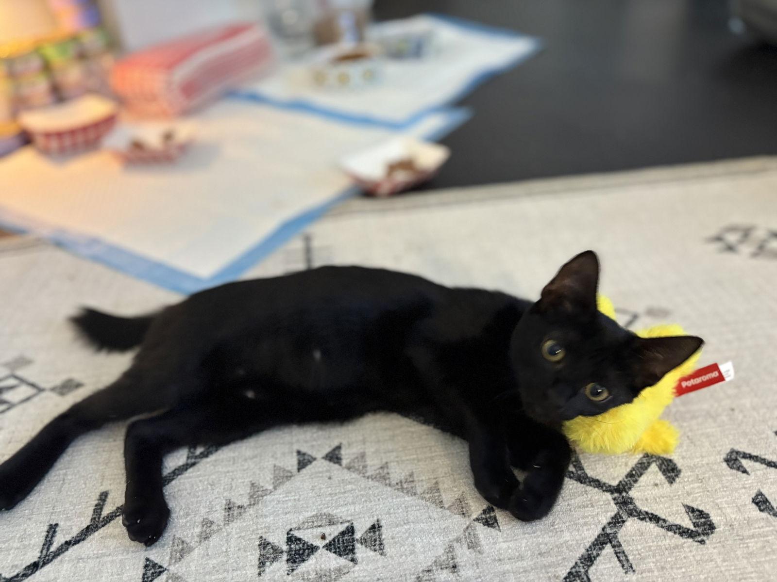 Kristy, Adoptable, Young Female Domestic Short Hair.