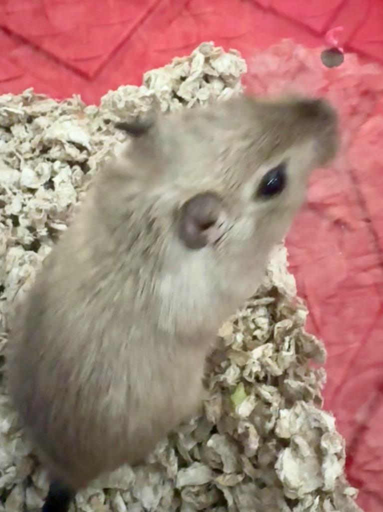Enlarge Otto, a Adoptable Gerbil in Indianapolis, IN image 1/1