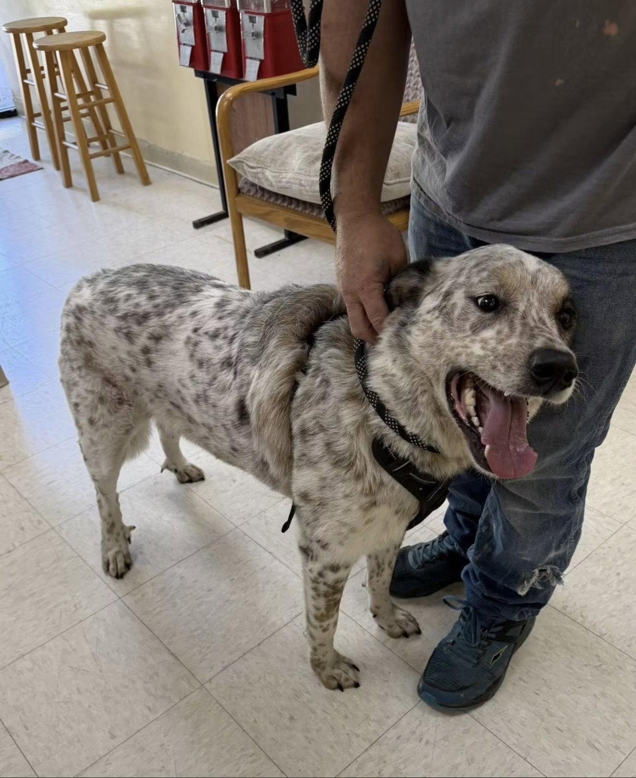 Enlarge Baxter *CL, a Adoptable mixed breed in Kansas City, MO image 2/3
