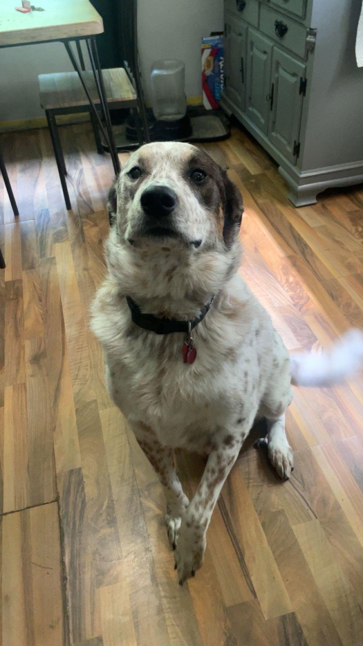 Enlarge Baxter *CL, a Adoptable mixed breed in Kansas City, MO image 1/3