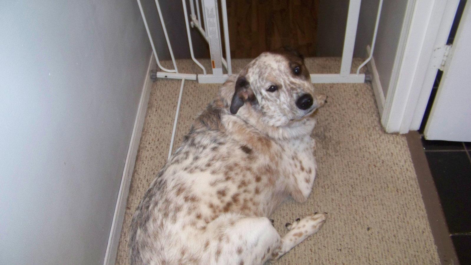 Enlarge Baxter *CL, a Adoptable mixed breed in Kansas City, MO image 3/3
