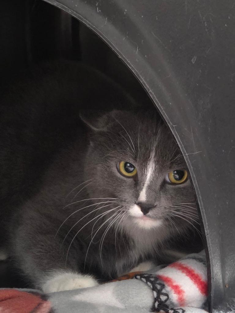 Enlarge Poof, a Adoptable mixed breed in Crandon, WI image 1/1