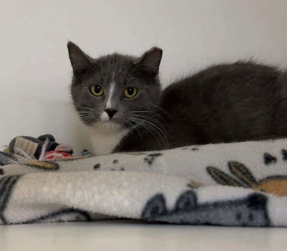 Enlarge Poof, a Adoptable mixed breed in Crandon, WI image 2/2