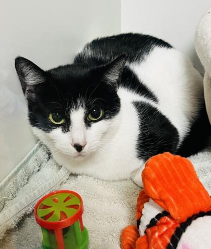 Seda, Adoptable, Adult Female Domestic Short Hair & Domestic Short Hair.