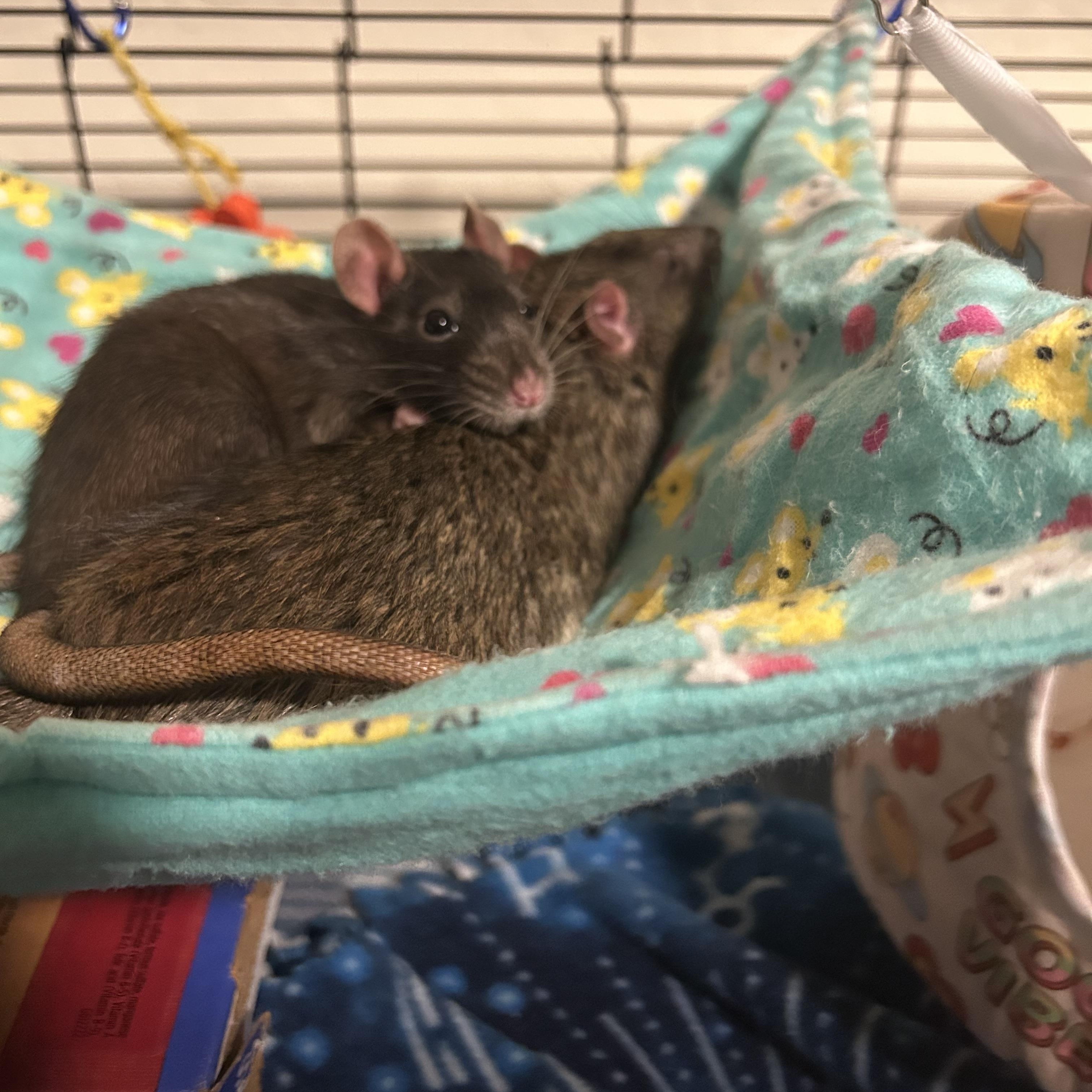 Enlarge Mr. Ratburn and Alyssa, a ADOPTABLE Rat in Scottsdale, AZ image 2/3